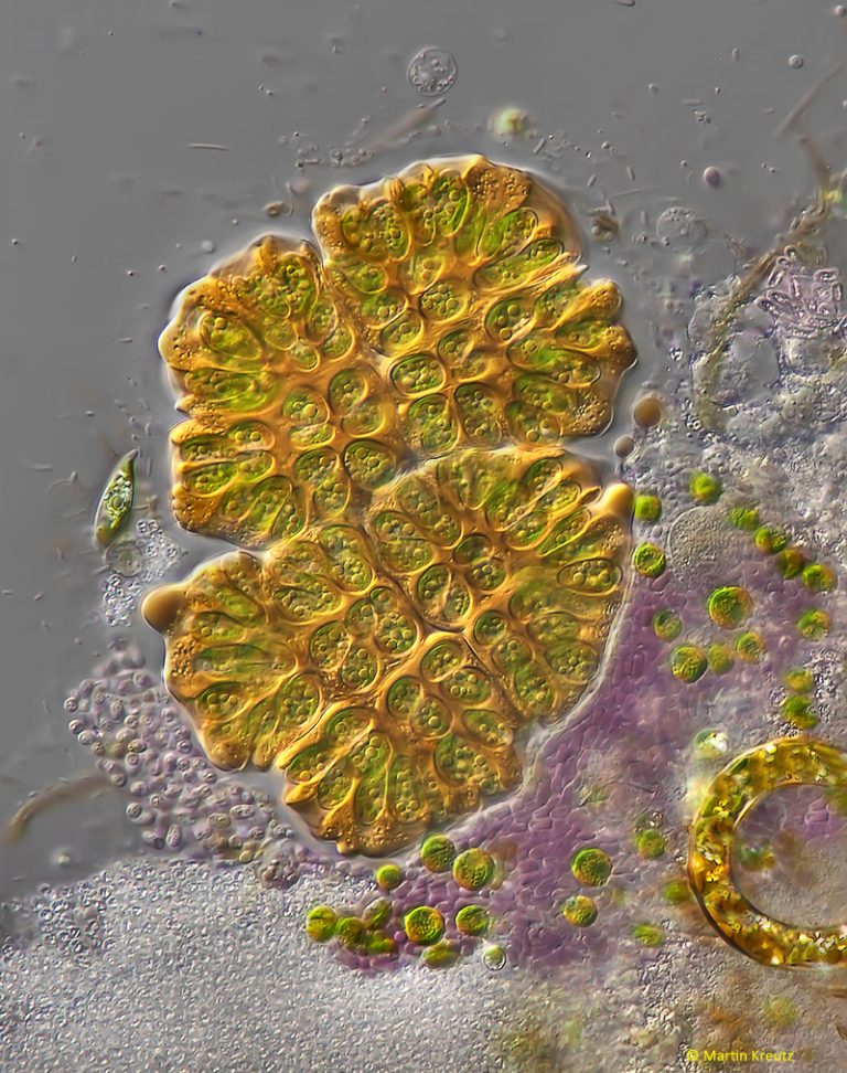 Real Micro Life – created by Dr. Martin Kreutz