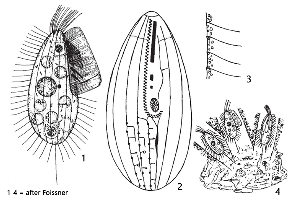 Calyptotricha-chlorelligera
