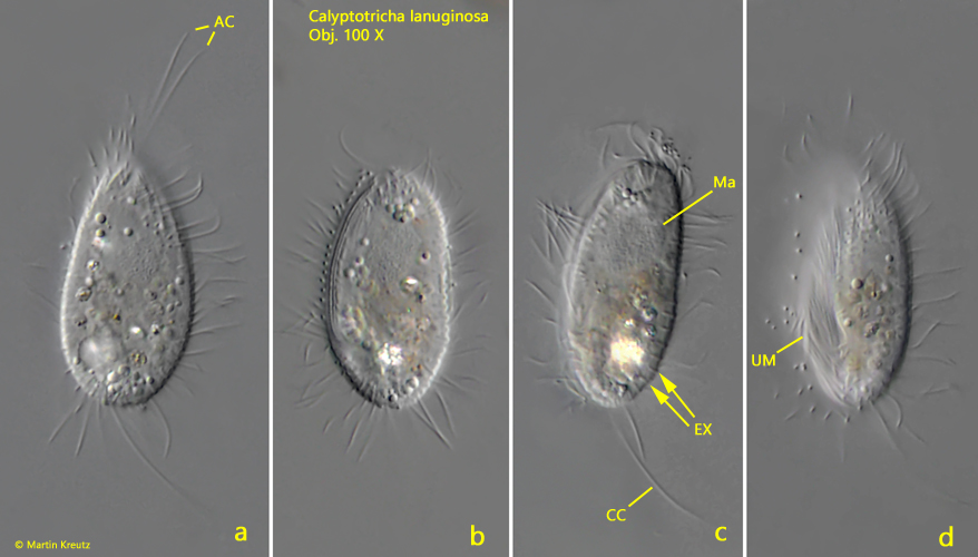 Calyptotricha-lanuginosa