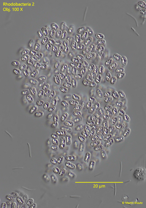 Rhodobacteria-2