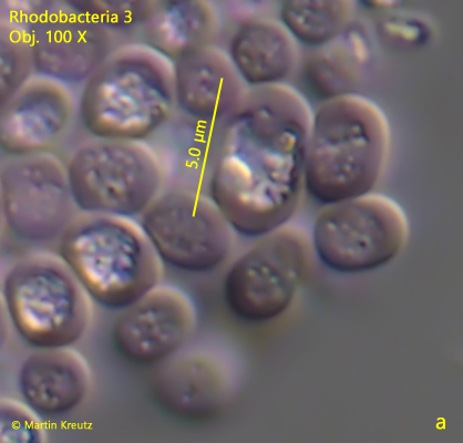 Rhodobacteria