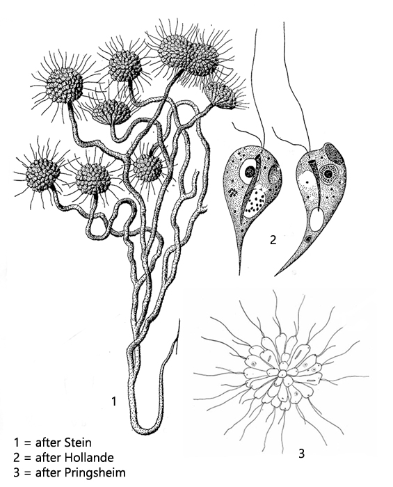 Anthophysa-vegetans