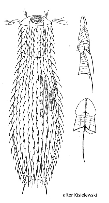 Chaetonotus-robustus