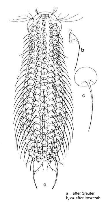 Chaetonotus-rotundus