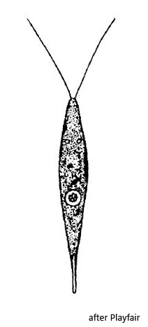 Chlorogonium-elegans