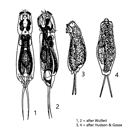 Dicranophoroides-caudatus