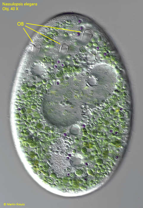 Nassulopsis-elegans