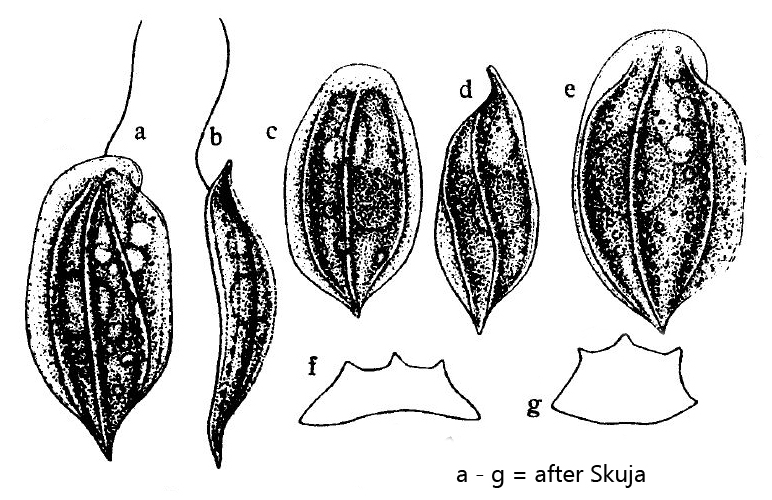 Petalomonas-platyrhyncha