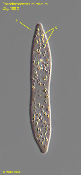 Rhabdochromatium-roseum