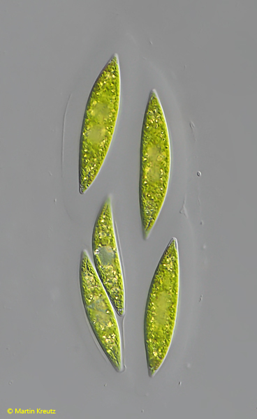 Fusola-viridis