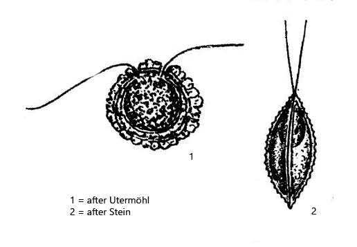 Phacotus-lenticularis