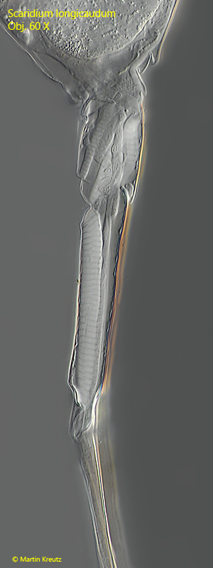 Scaridium-longicaudum