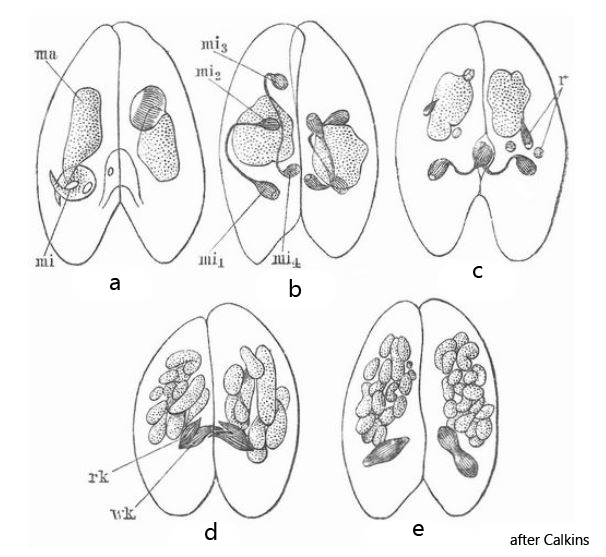 Paramecium aurelia Calkins