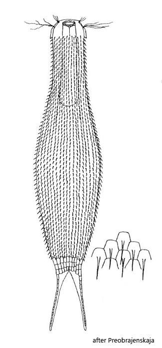 Polymerurus-squammofurcatus