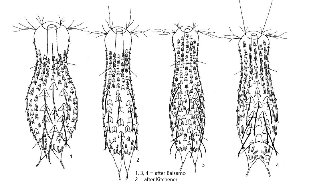 Chaetonotus aemilianus