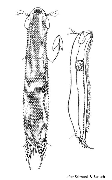 Chaetonotus-christianus