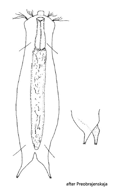 Ichthydium-bifurcatum