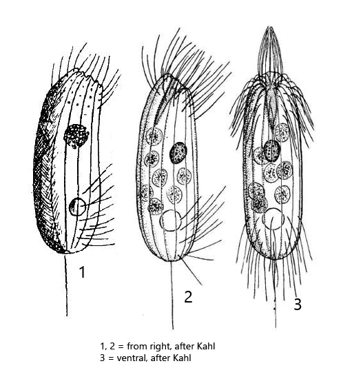 Pithothorax-rotundus