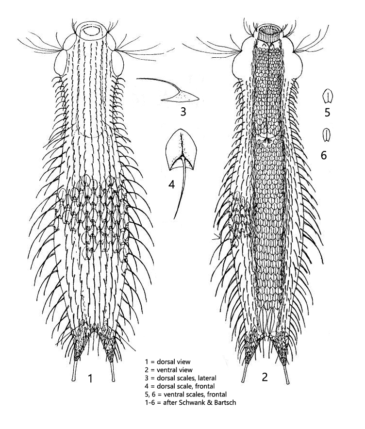 Chaetonotus-laroides