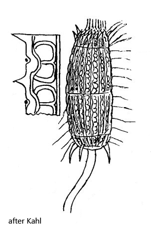 Coleps-elongatus