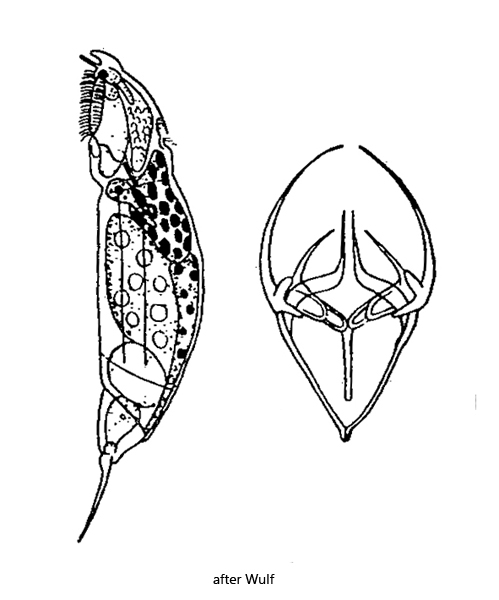 Erignatha-clastopis