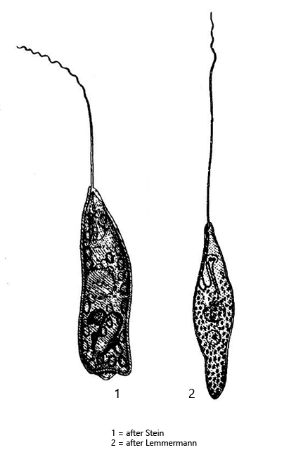Peranema-trichophorum