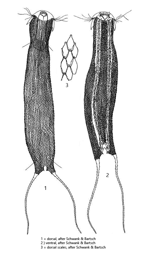 Polymerurus-rhomboides