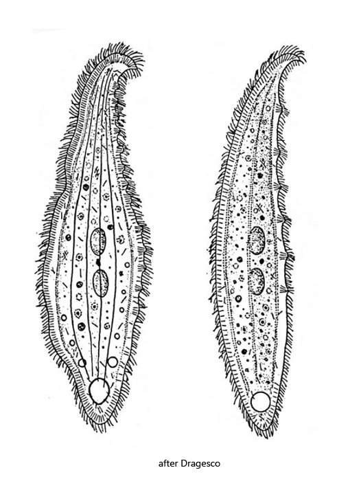 Loxophyllum-helus
