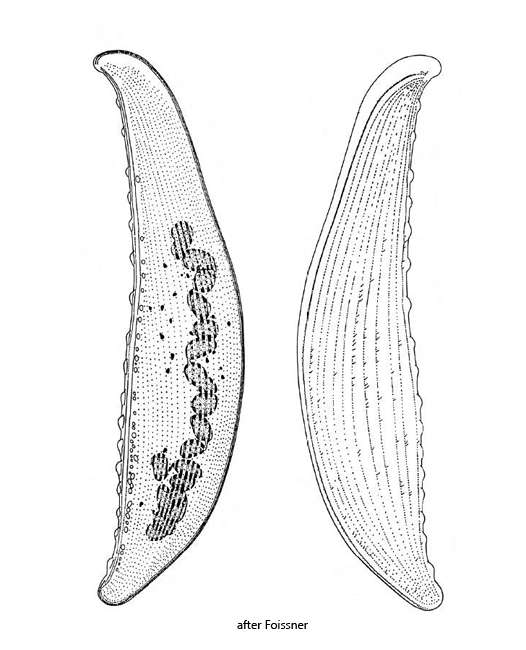 Loxophyllum-meleagris