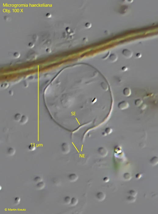 Microgromia-haeckeliana