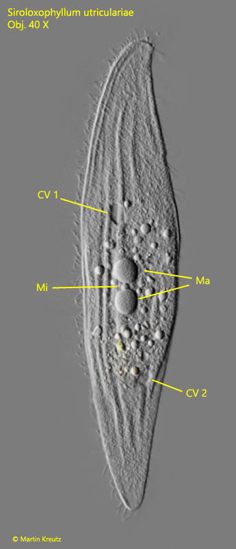 Siroloxophyllum-utriculariae