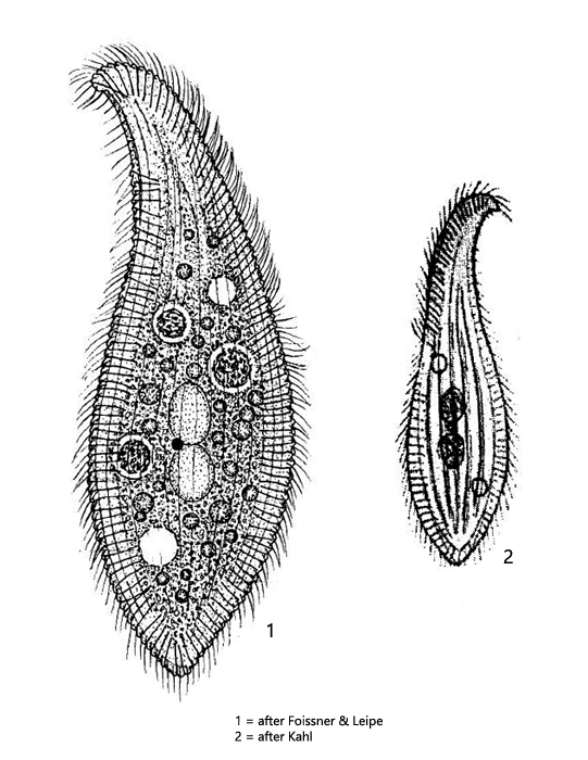 Siroloxophyllum-utriculariae