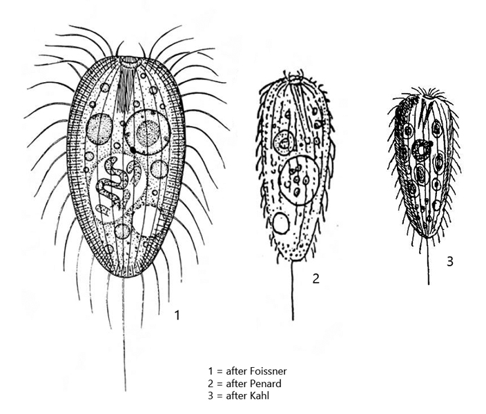 Apsiktrata-gracilis