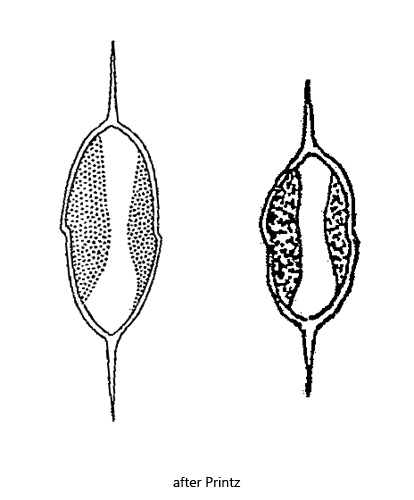 Centritractus-dubius