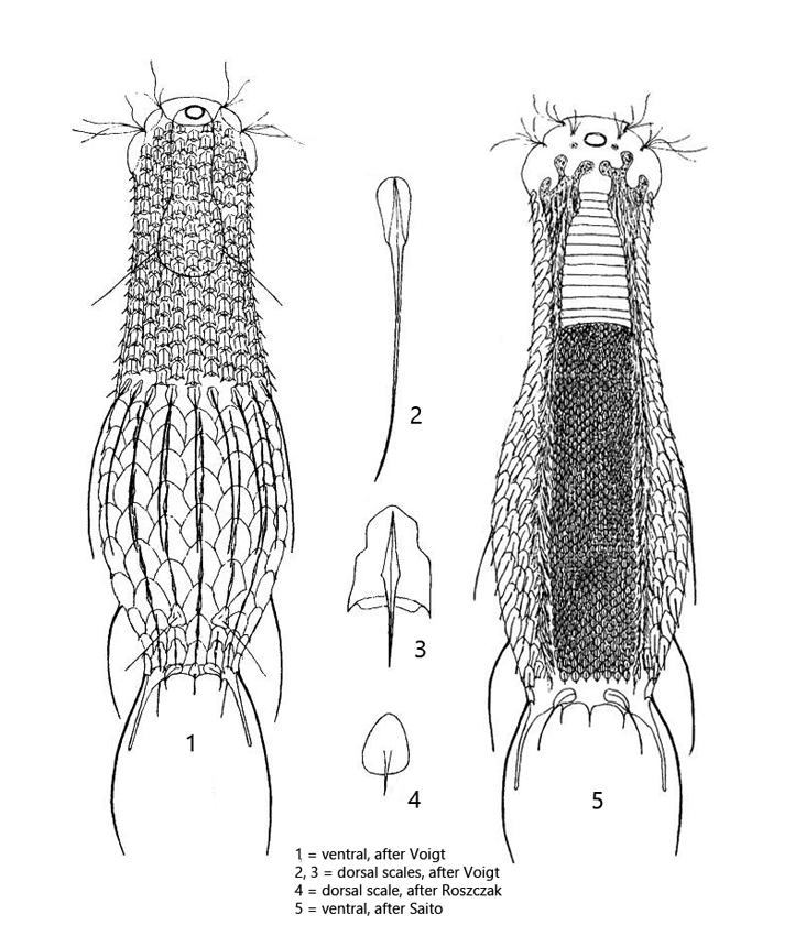 Chaetonotus-succinctus