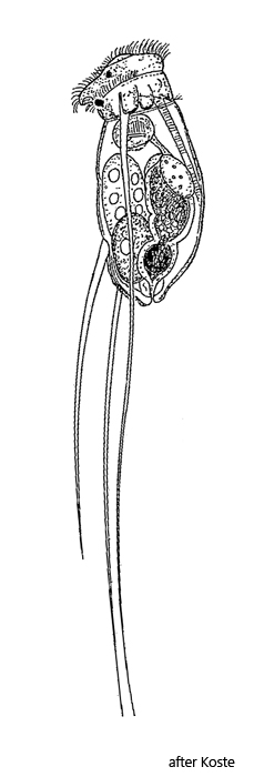 Filinia-longiseta