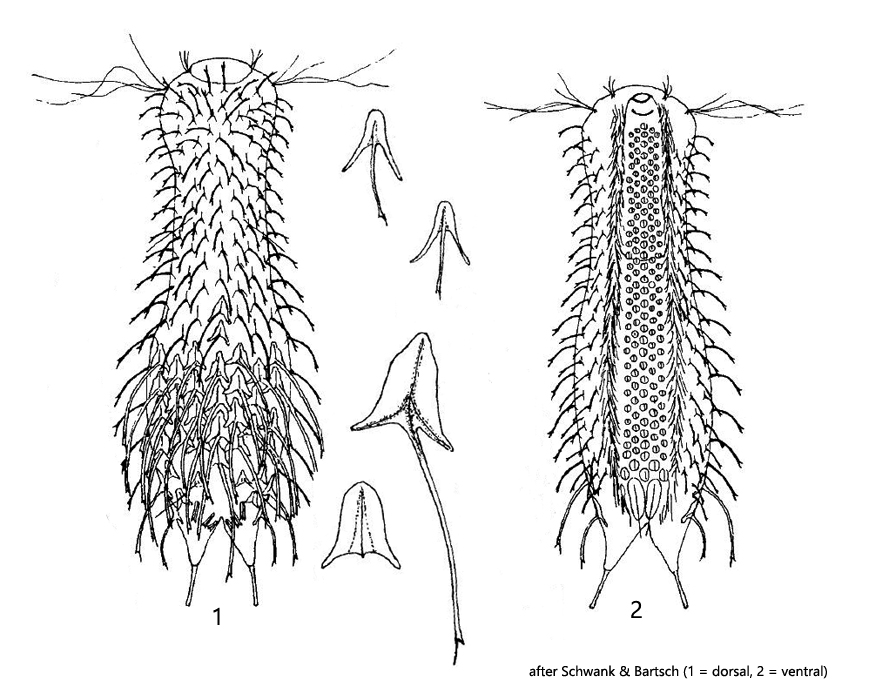 Chaetonotus-macrochaetus