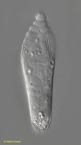 Lagynus-elegans