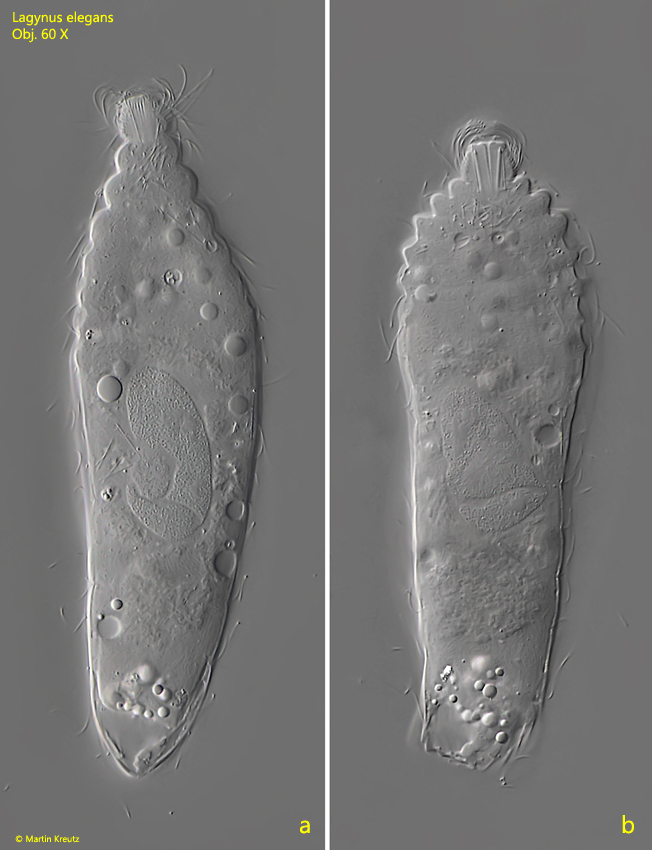 Lagynus-elegans
