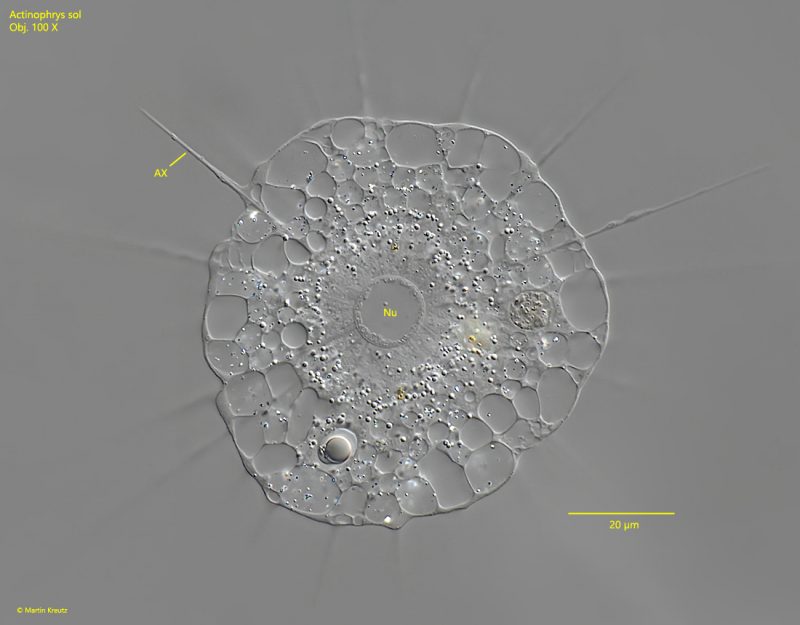 Actinophrys sol – Real Micro Life