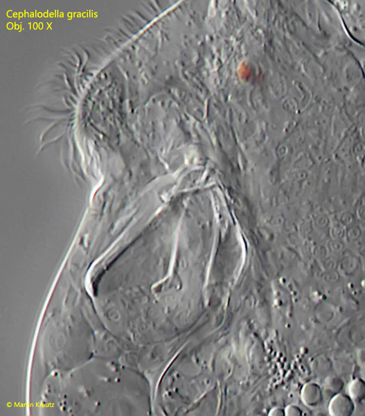 Cephalodella-gracilis