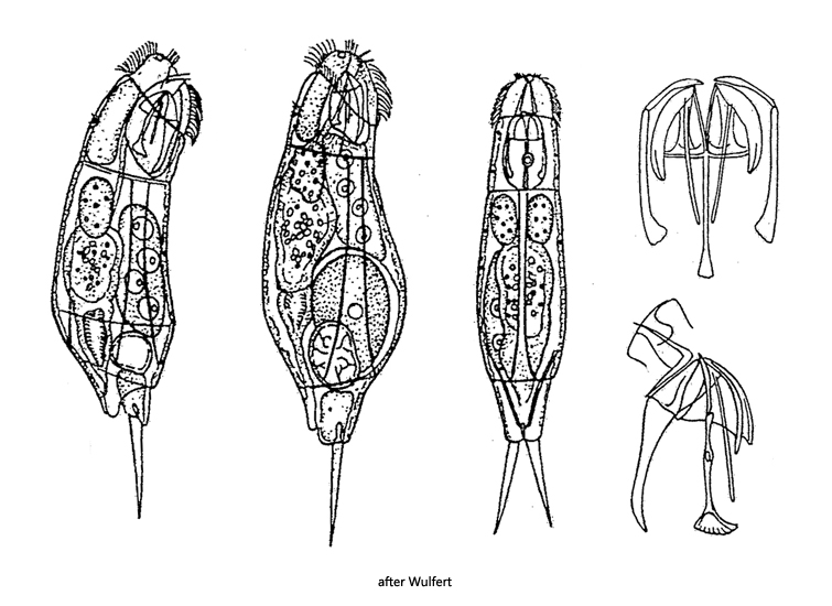 Cephalodella-gracilis