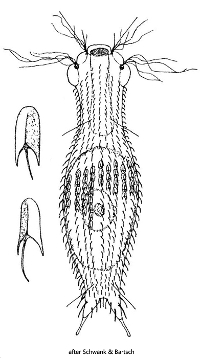 Chaetonotus-oculatus