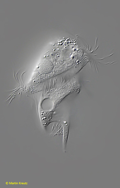 Caenomorpha-lauterborni