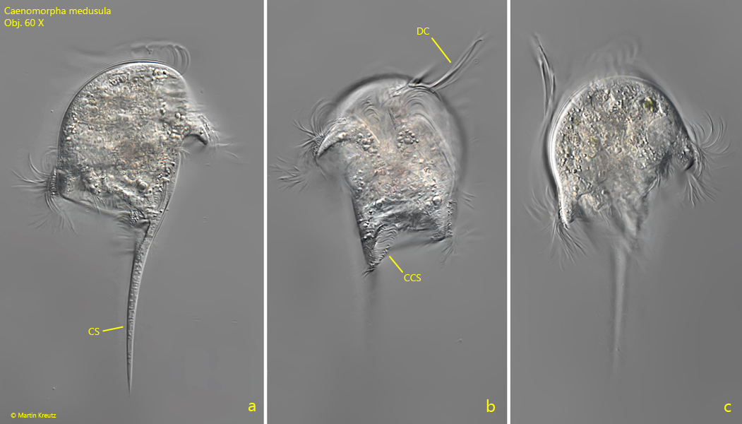 Caenomorpha-medusula