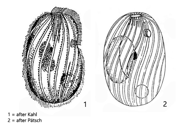 Spathidiopsis-luciae