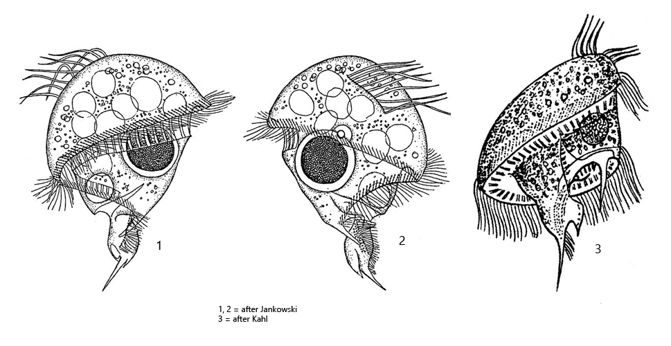 Sulfonecta-uniserialis