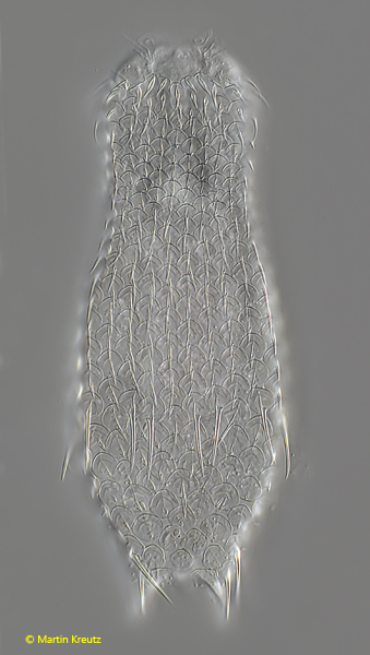 Chaetonotus-acanthodes