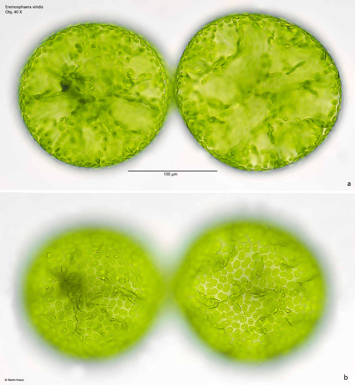Eremosphaera-viridis