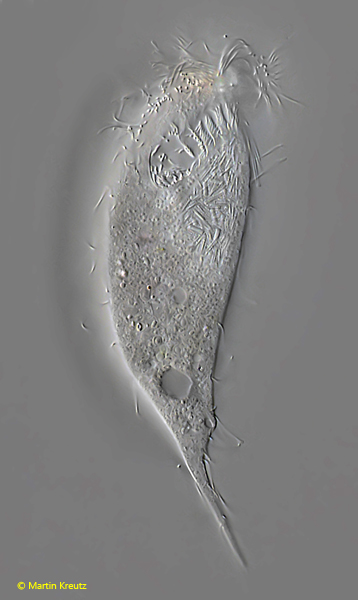 Tropidoatractus-spinosus